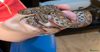 Boa Snake reptiles - Advert 5