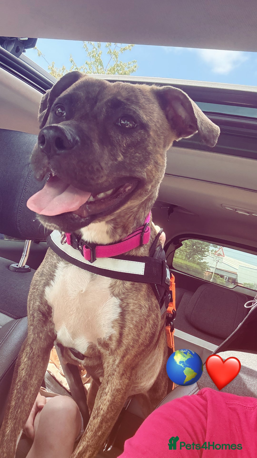 Mixed Breed dogs for sale: NOVA🐾 - Image 2