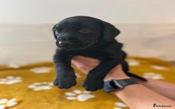 Labrador Retriever dogs for sale: Labrador Retriever Puppies - Image 7
