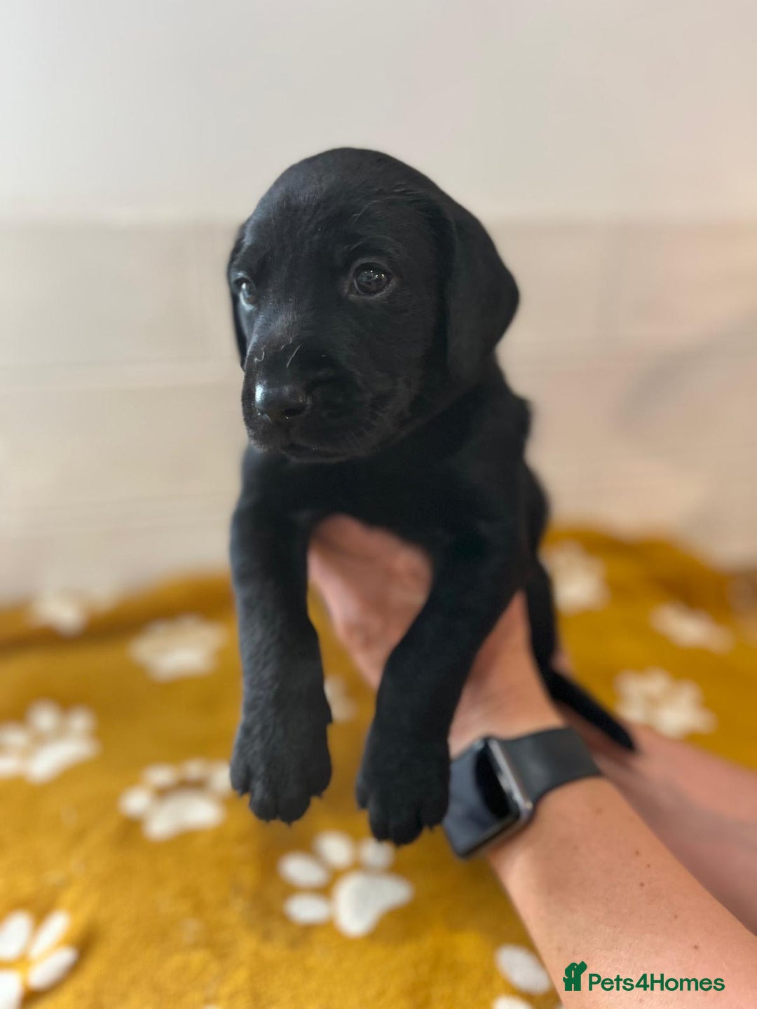 Labrador Retriever dogs for sale: Labrador Retriever Puppies - Image 7