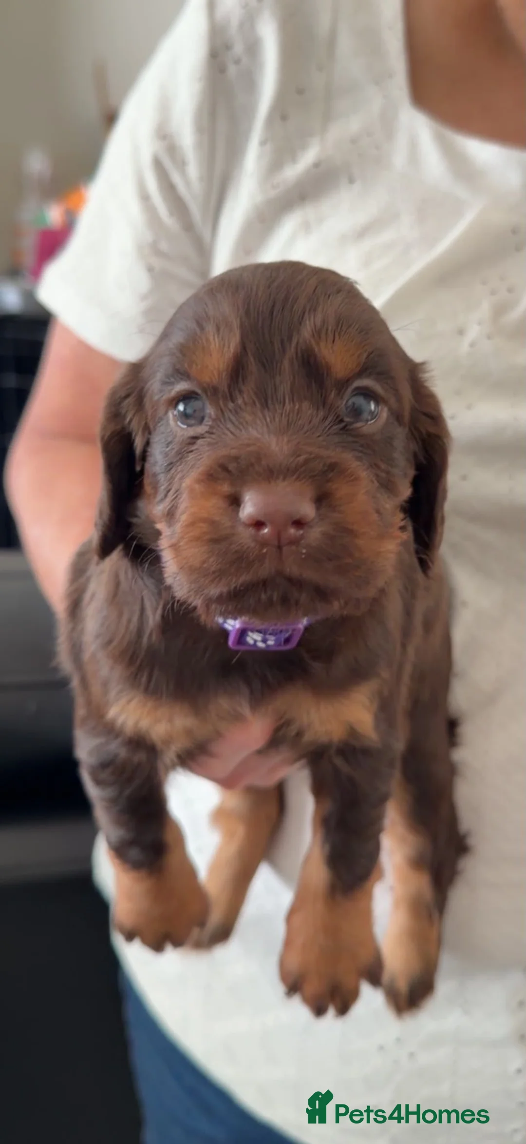 Cocker Spaniel dogs for sale: Stunning kc registered working cocker spaniels - Advert 2