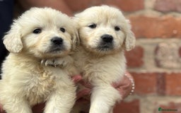 Golden Retriever dogs for sale: Reduced to find them there forever homes   - Image 20