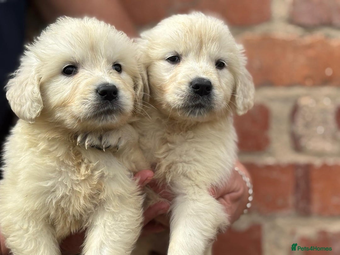 Golden Retriever dogs for sale: Reduced to find them there forever homes   - Image 20
