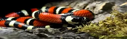 Milk Snake reptiles for sale: CB25 Nelson’s Milksnake in Peterlee - Advert 2