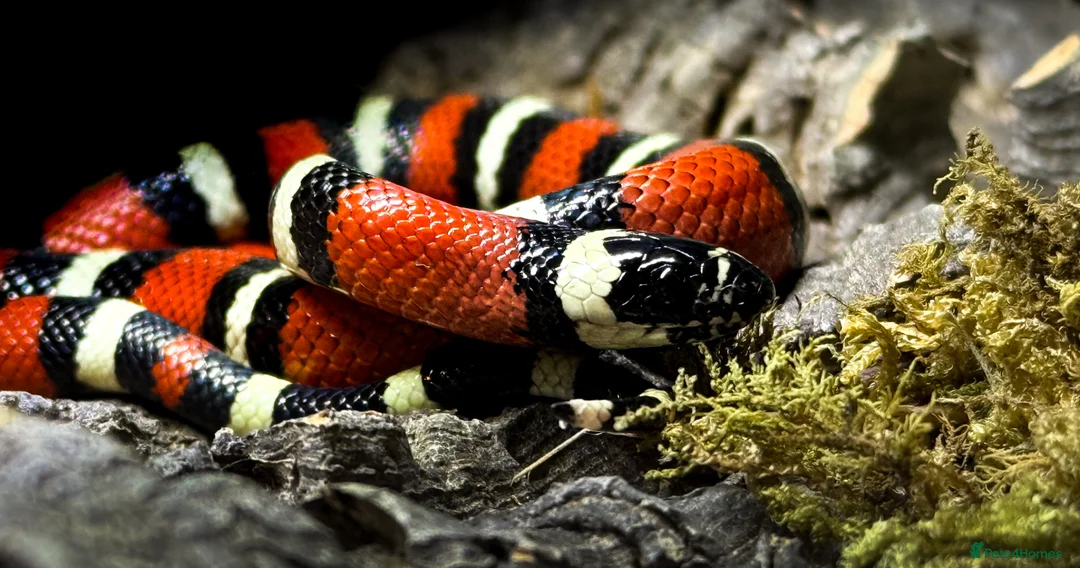 Milk Snake reptiles for sale: CB25 Nelson’s Milksnake in Peterlee - Advert 2