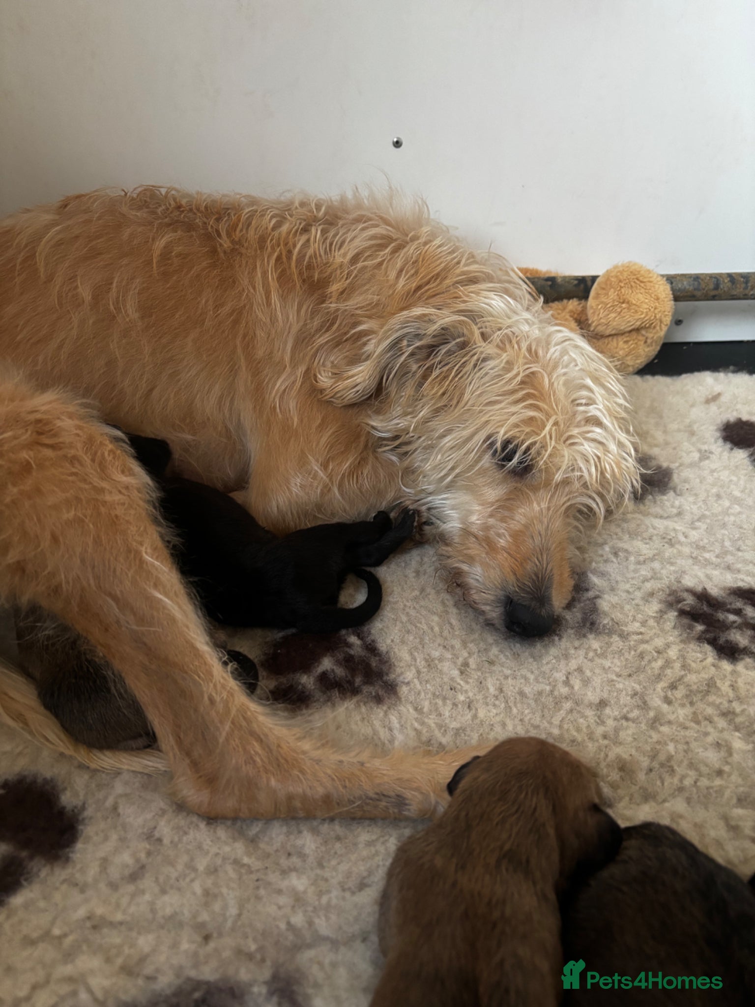 Lurcher dogs Fantastic Bedlington whippet boys ready next week - Advert 2