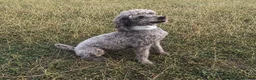 Jackapoo dogs for sale: Jackapoo puppies 🐾 - Advert 8