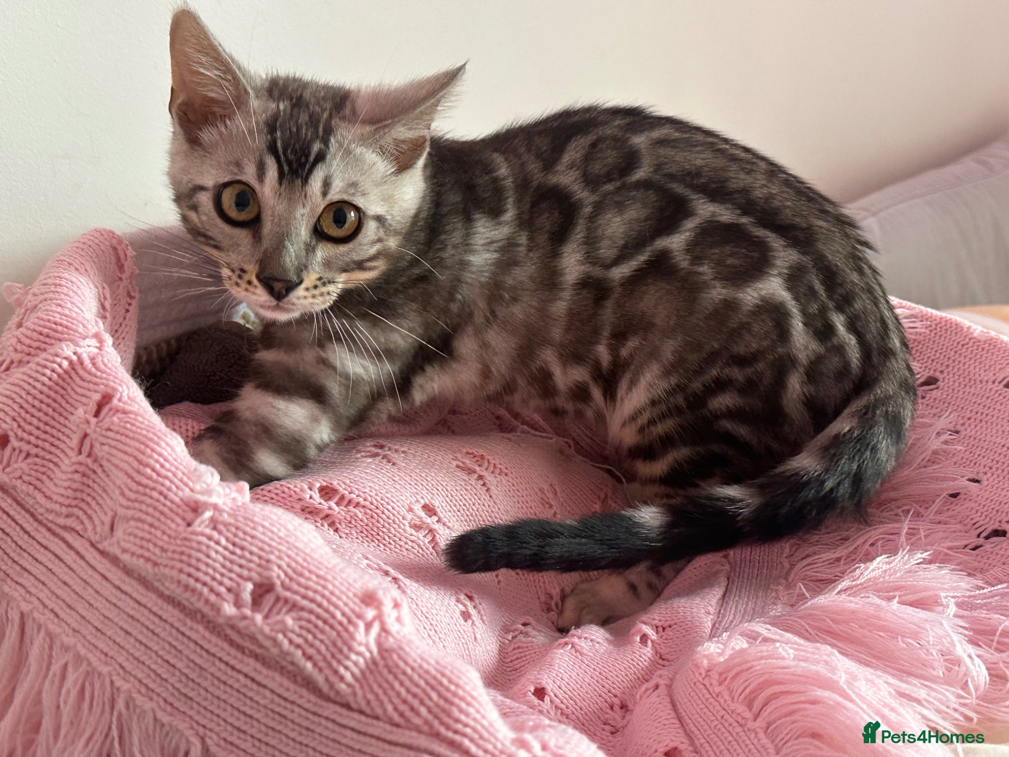 Bengal cats Exceptional Pure Pedigree Silver Grey TICA Bengal - Advert 1