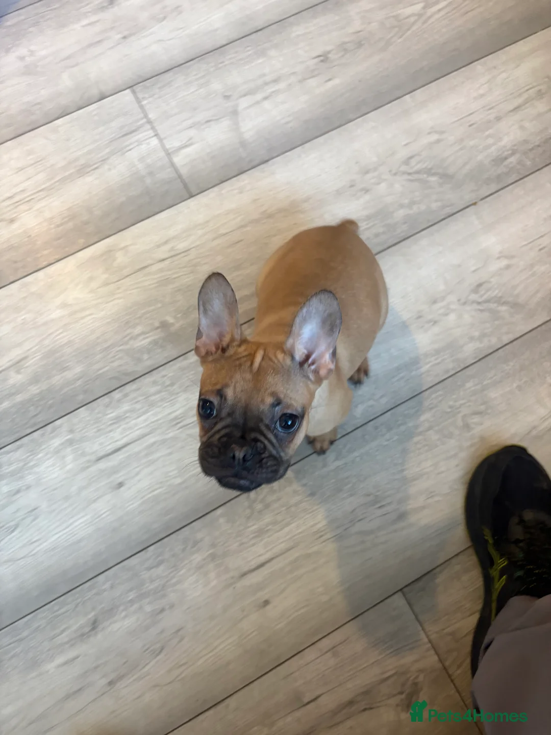 French Bulldog dogs for sale: french bulldog puppy  - Advert 3