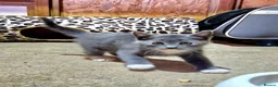 Mixed Breed cats for sale: Kittens, grey and white, black in Chelmsford - Advert 4