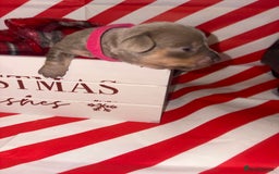 Chiweenie dogs for sale: Cheweenie - Image 23