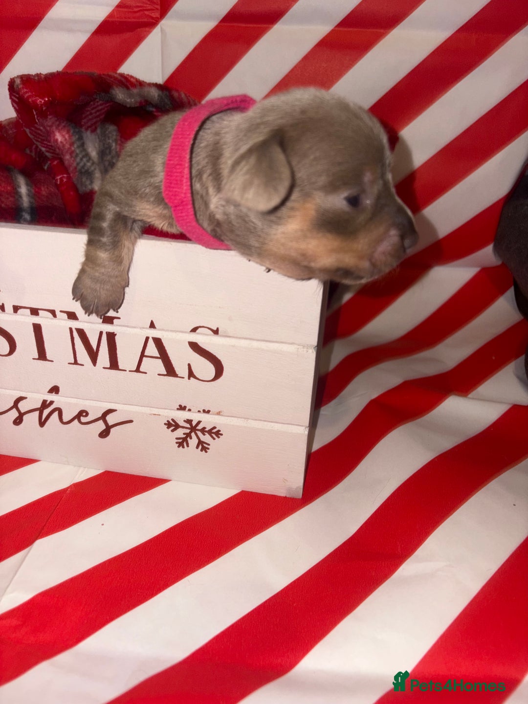 Chiweenie dogs for sale: Cheweenie - Image 23