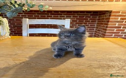 Maine Coon cats for sale: 😻GCCF HUGE RUSSIAN/GERMAN IMPORT MC KITTENS 😻 - Image 5