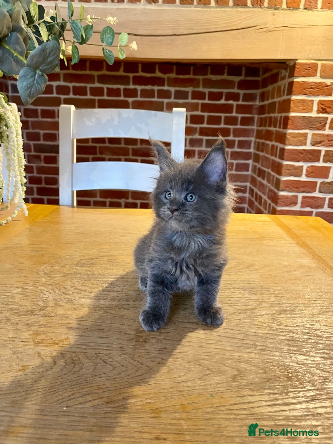 Maine Coon cats for sale: 😻GCCF HUGE RUSSIAN/GERMAN IMPORT MC KITTENS 😻 - Image 5