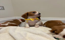Cavalier King Charles Spaniel dogs for sale: Extensively health tested parent cavalier puppy’s  - Image 27