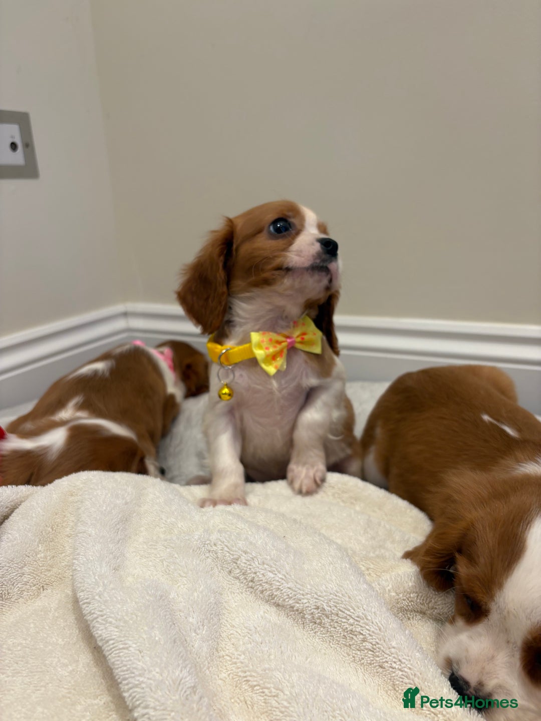 Cavalier King Charles Spaniel dogs for sale: Extensively health tested parent cavalier puppy’s  - Image 27