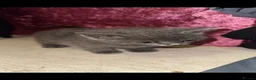Mixed Breed cats for sale: 5 playful kittens  in Thornton Heath - Advert 3
