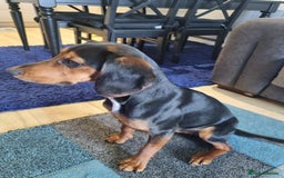 Bocker dogs for sale: Bocker for Sale - Image 3