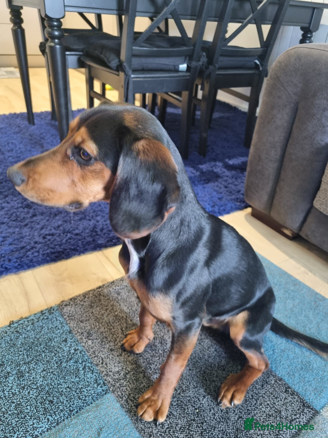 Bocker dogs for sale: Bocker for Sale - Image 3