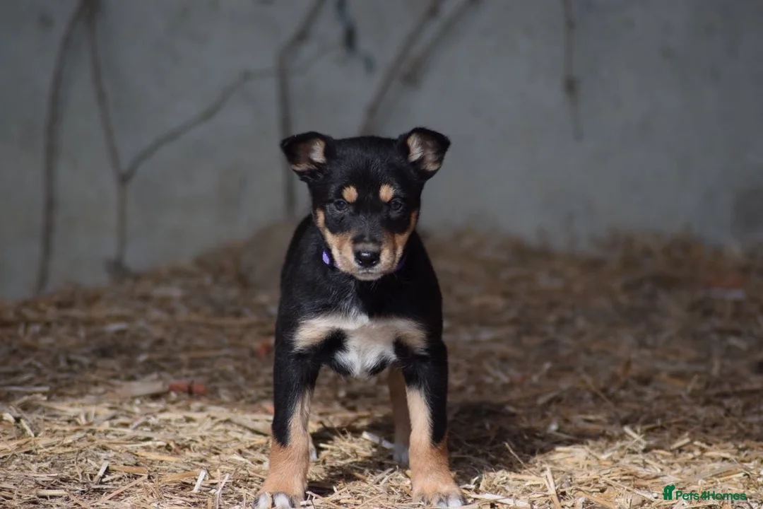 Australian Kelpie dogs for sale: Kelpie pups for sale in Knighton - Advert 2