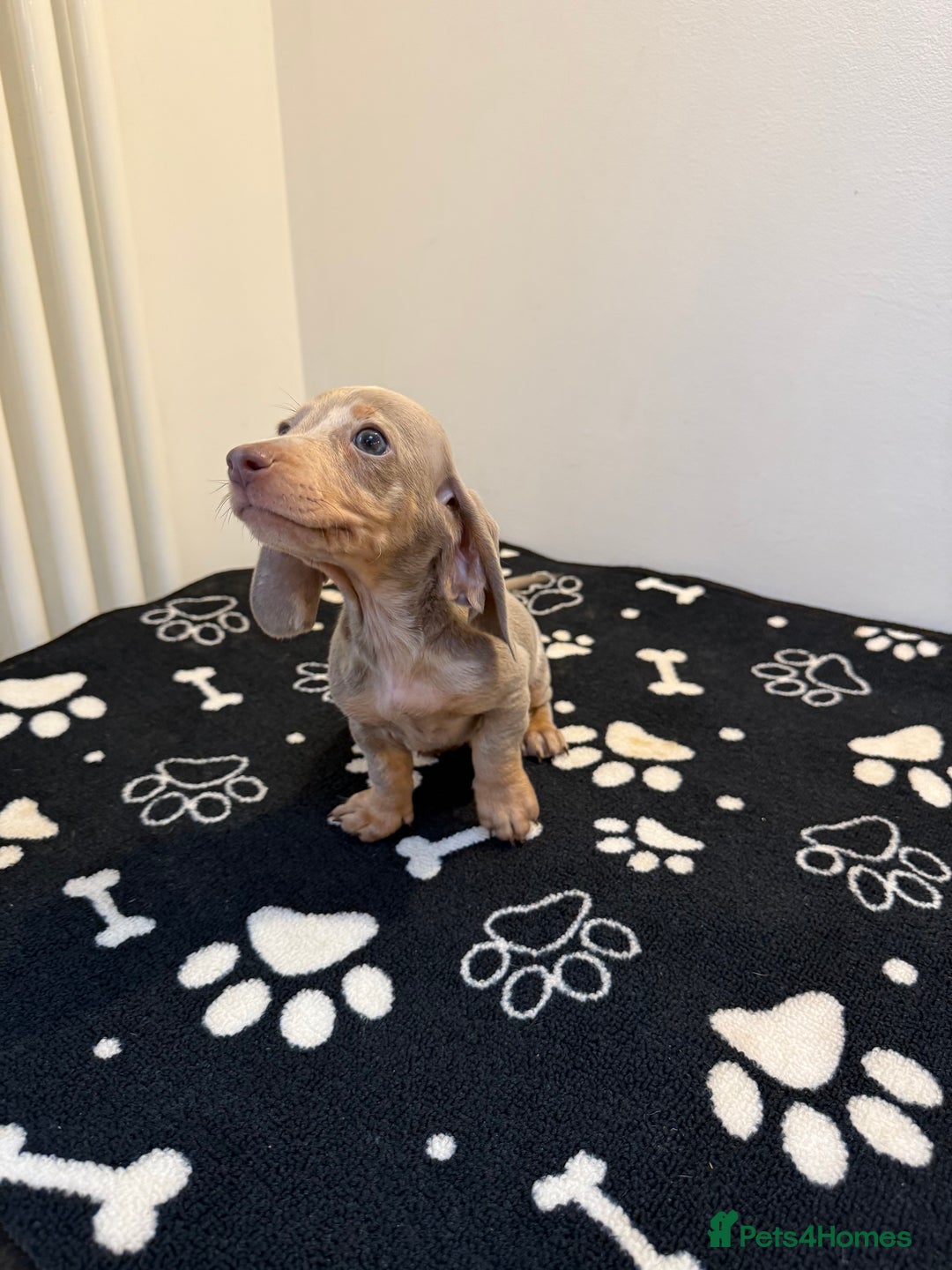 Miniature Dachshund dogs for sale: Beautiful smoothed haired miniature Dachshunds - Advert 9