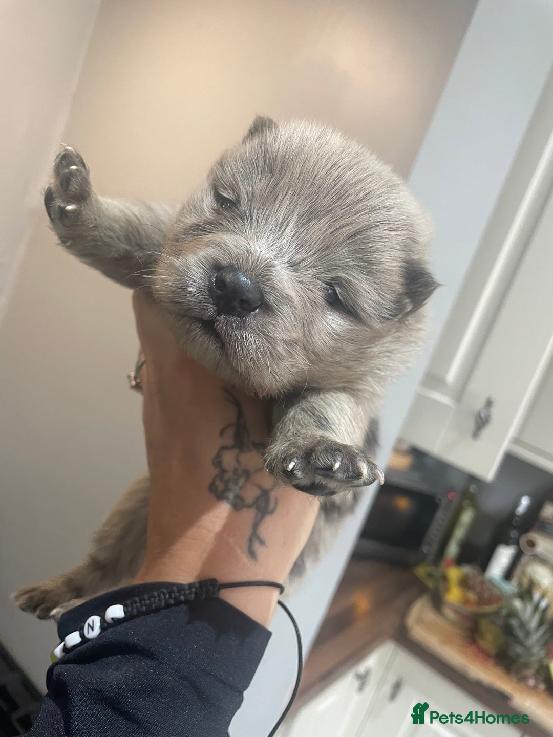 Chow Chow dogs for sale: Chow chow pups - Image 10