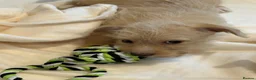Jackapoo dogs for sale: Beautiful litter of f1 jackapoo puppies  - Advert 25