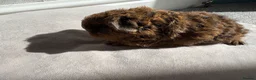 Guinea Pig rodents for sale: Male and Female Guinea Pigs for sale - Advert 5