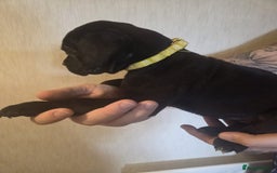 Cane Corso dogs for sale: Purebred champion bloodline cane corso - Image 8