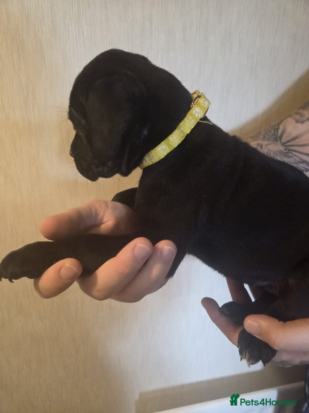 Cane Corso dogs for sale: Purebred champion bloodline cane corso - Image 8