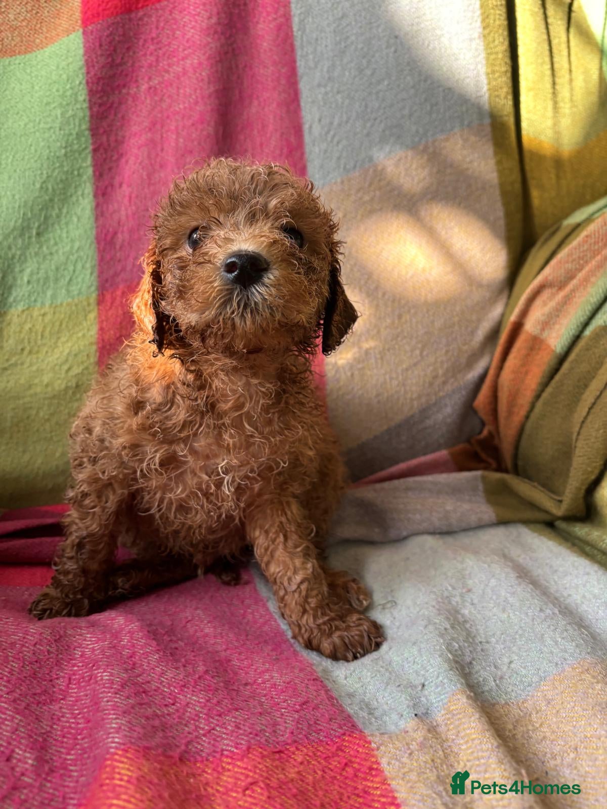 Cockapoo dogs ✨️💓Cockerpoos 💓✨️ - Advert 1