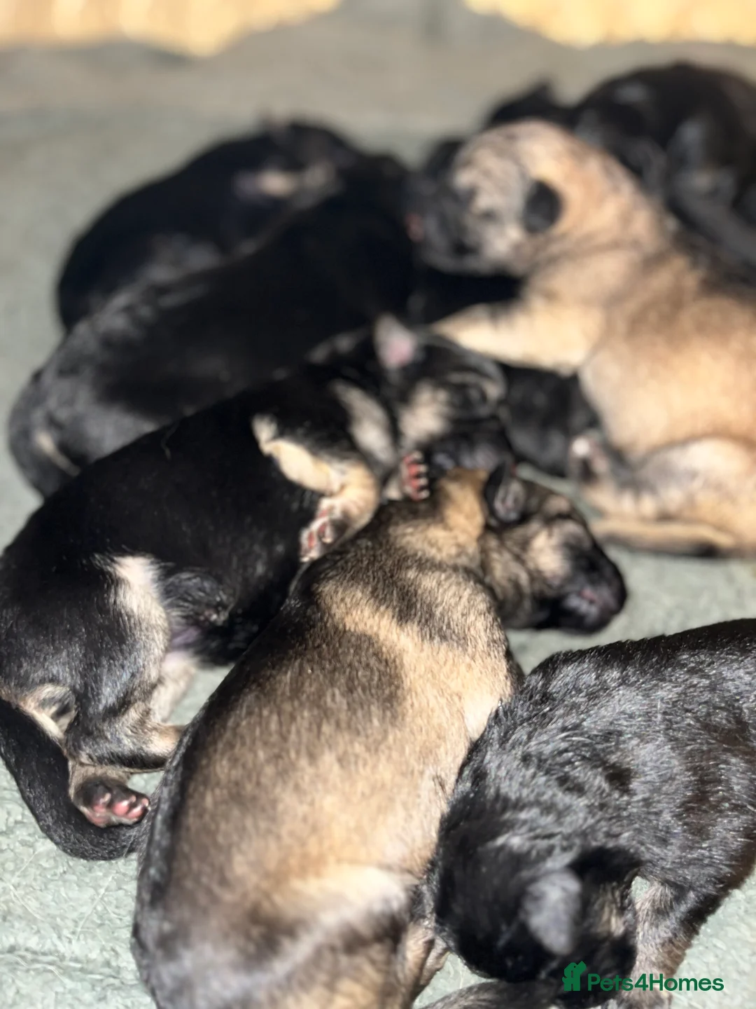 German Shepherd dogs for sale: German shepherd puppies  - Advert 17