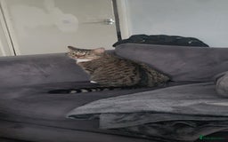 Bengal cats for sale: This is saint  - Image 3