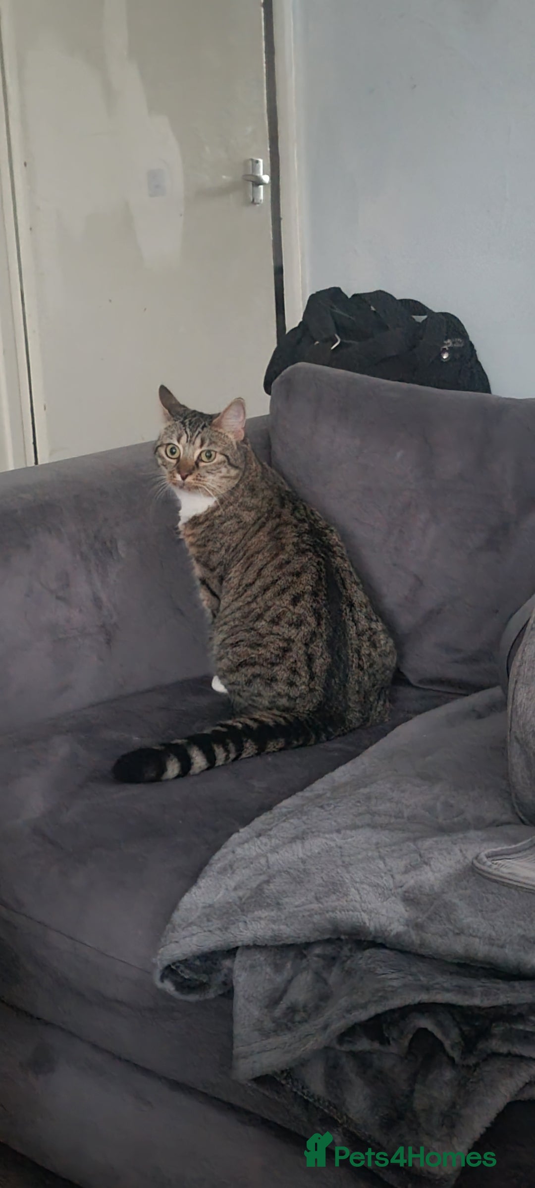 Bengal cats for sale: This is saint  - Image 3