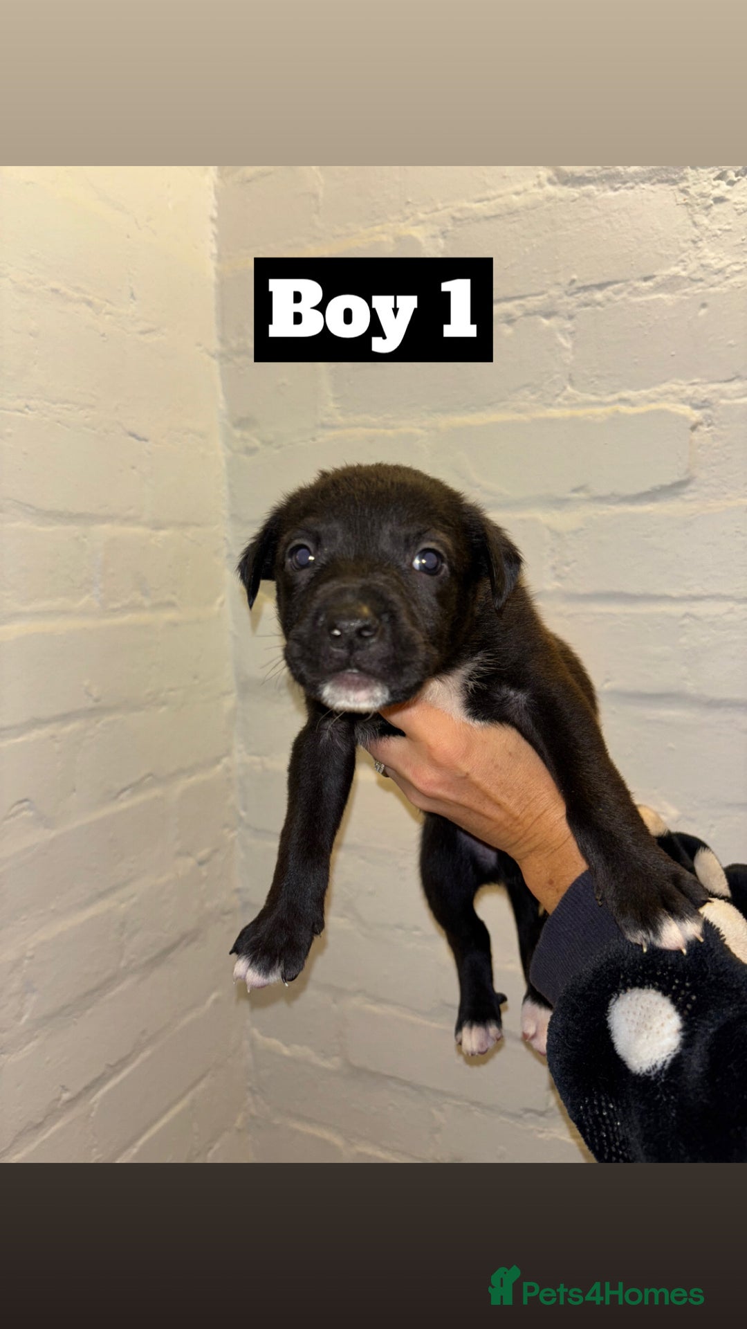 Mixed Breed dogs for sale: Beautiful Border collie/kelpie X staff cross pups - Image 1
