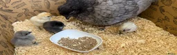 Chickens poultry for sale: 🐣 6 CUTE BABY CHICKS & THEIR HAND REARED MOTHER  in Knutsford - Advert 9