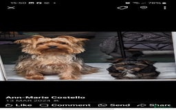 Yorkshire Terrier dogs for stud: Anmaco Romeo of Kalisto - Image 6