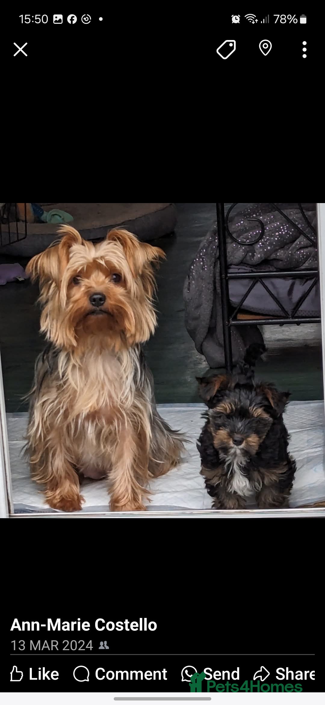 Yorkshire Terrier dogs for stud: Anmaco Romeo of Kalisto - Image 6
