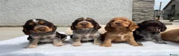 Cocker Spaniel dogs for sale: Fantastic HEALTH tested KC REG show type cocker 🐶 - Advert 5