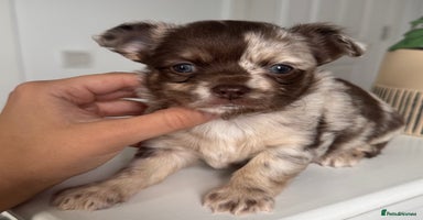 Chihuahua dogs - Advert 4