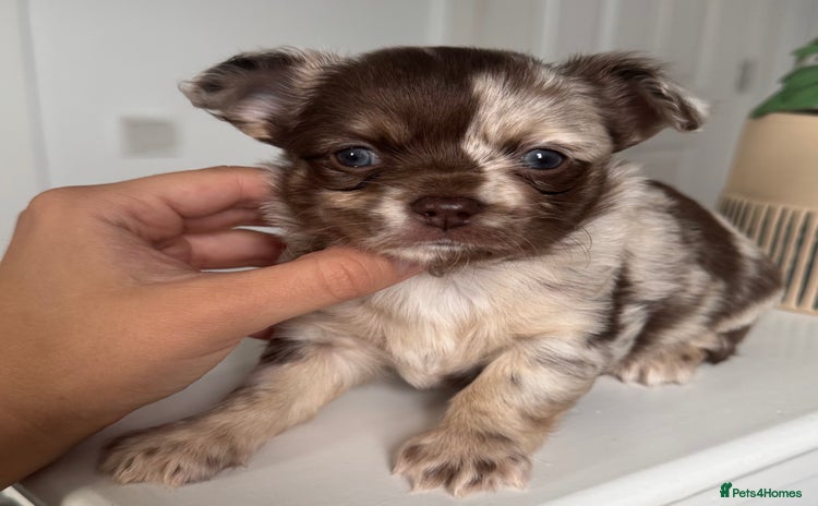 Chihuahua dogs - Advert 3