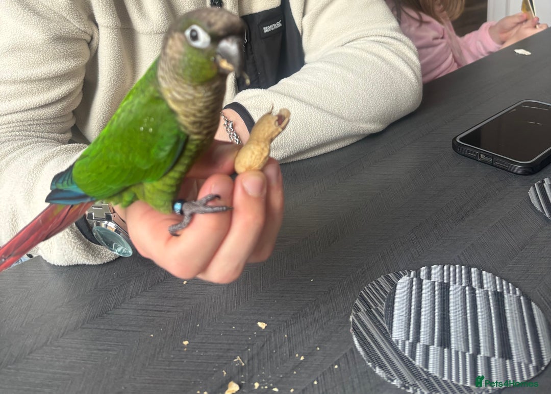 Conures birds for sale: Hand reared very tame conure - Image 8