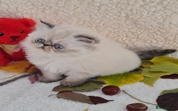 Persian cats for sale: Persian Kittens - Image 6