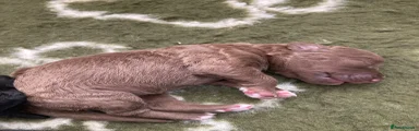 Bedlington Terrier 5