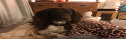 English Springer Spaniel dogs for sale: English springer spaniel puppies - Advert 3
