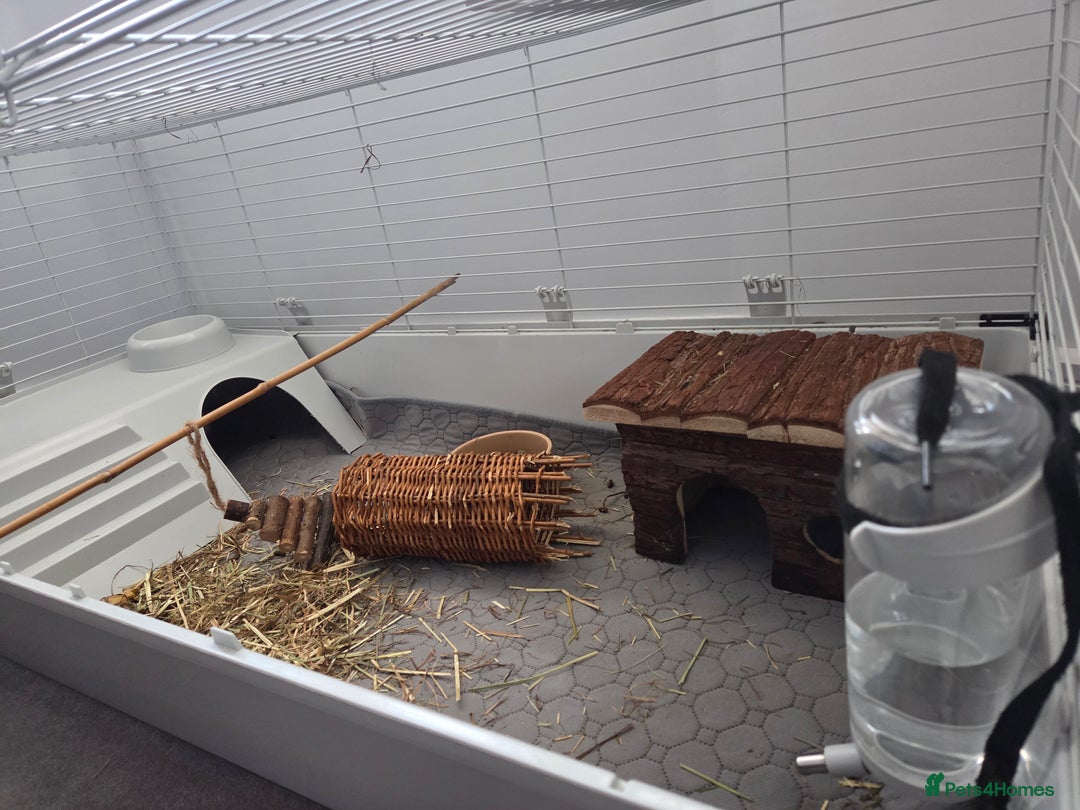 Guinea Pig rodents for sale: Two female guienea pigs 5 months  - Advert 6