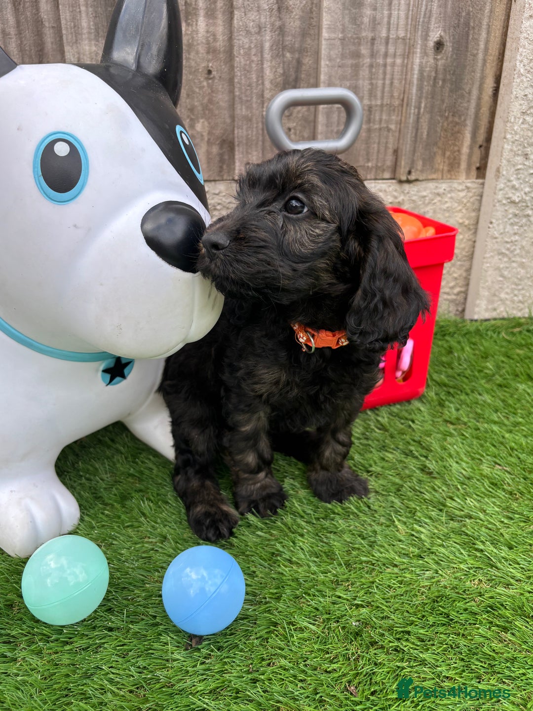 Cockapoo dogs for sale: COCKERPOO’S READY TO LEAVE NOW!  - Image 8