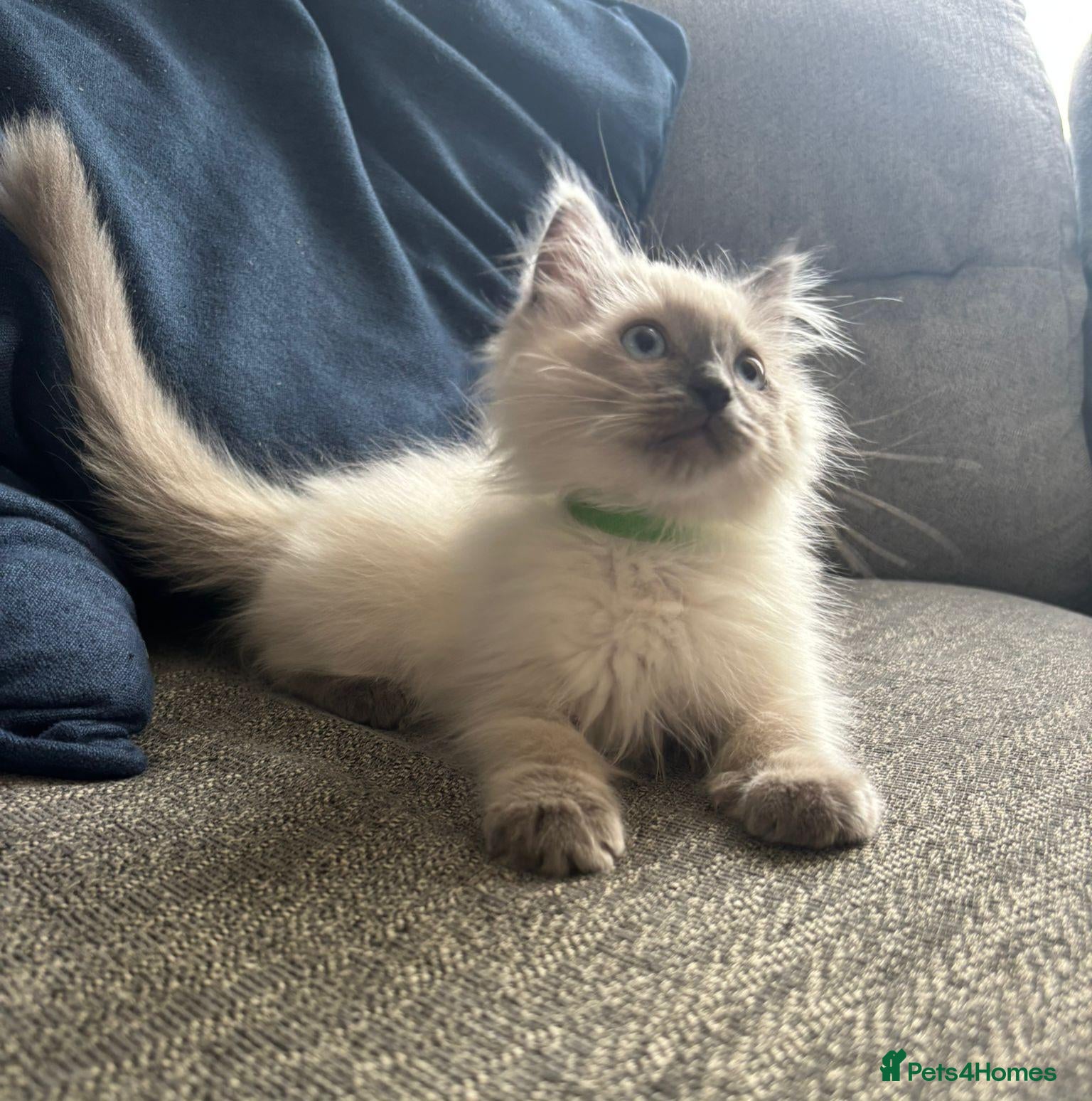 Ragdoll cats Beautiful ragdoll kittens - Advert 1