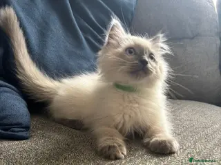 Ragdoll cats Beautiful ragdoll kittens - Advert 1