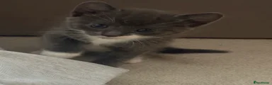 Kitten  1